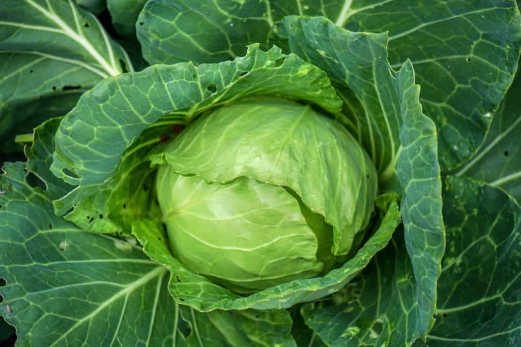 Cabbage is low carb