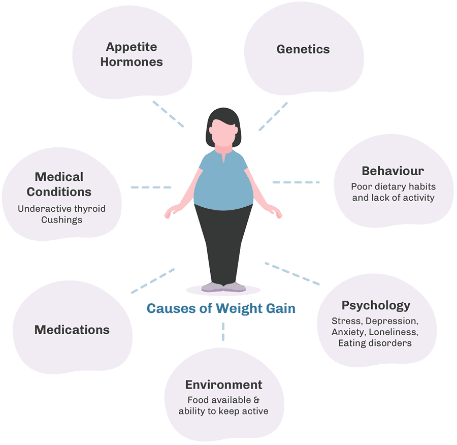 Weight Gain And Obesity Livofy Science Of Weightloss weight-gain-and-obesity-livofy-science-of-weightloss