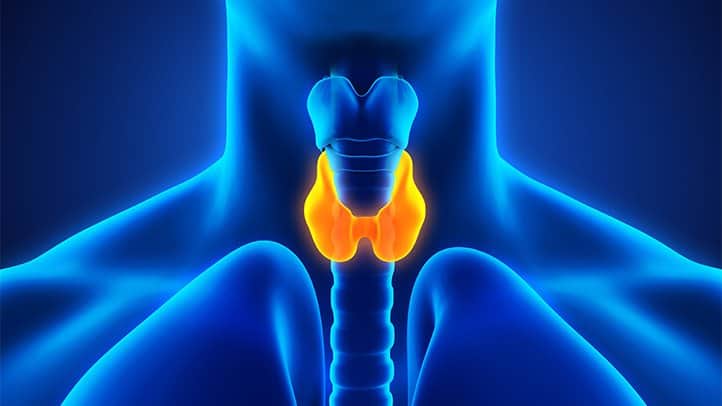 Essential Nutrients to Support Thyroid function