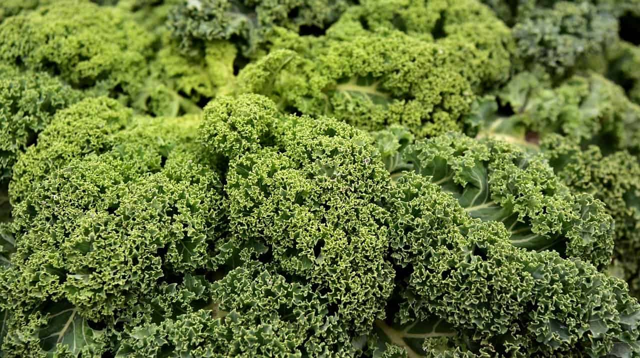 Kale Nutrition Calories, Protein, Carbs