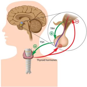 Essential Nutrients to Support Thyroid function