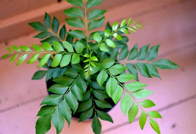 Curry Leaves