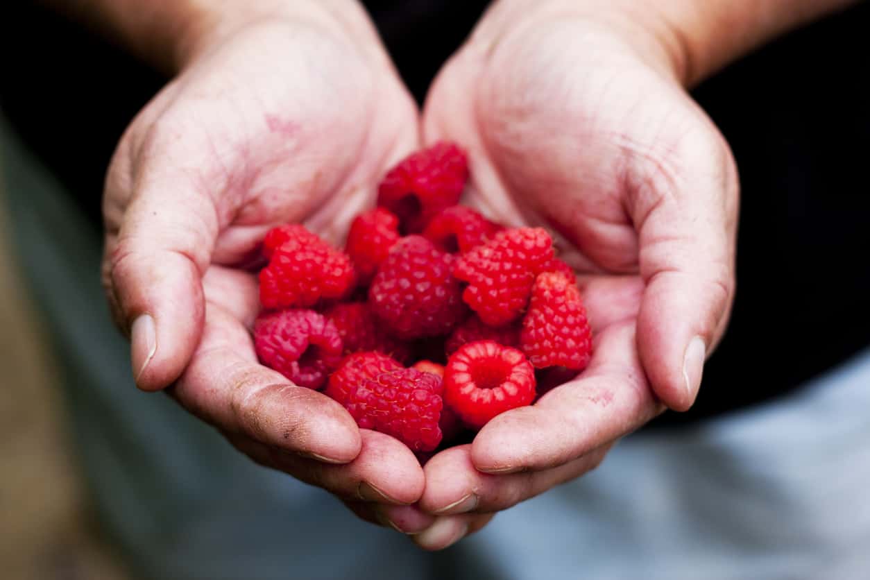 Raspberries Nutritional Importance And Health Benefits