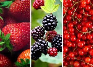 Best Fruits for Thyroid