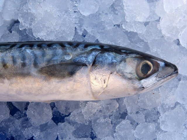 meckerel fish