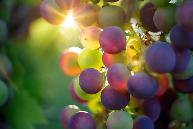 grapes- fruits for weight loss