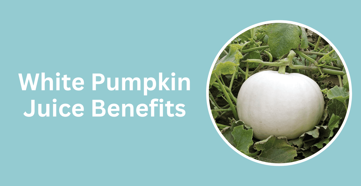 15 White Pumpkin Juice Health Benefits and Who Should Drink